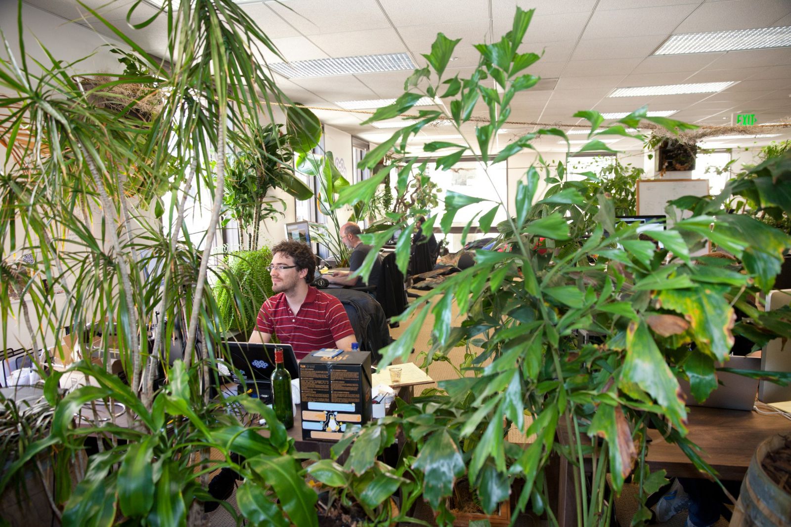 BES tuberculose eiwit Is uw kantoor een groene jungle? | Center for People and Buildings